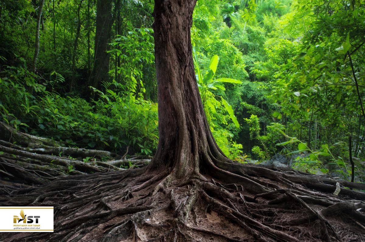 جنگل نوردی در تایلند