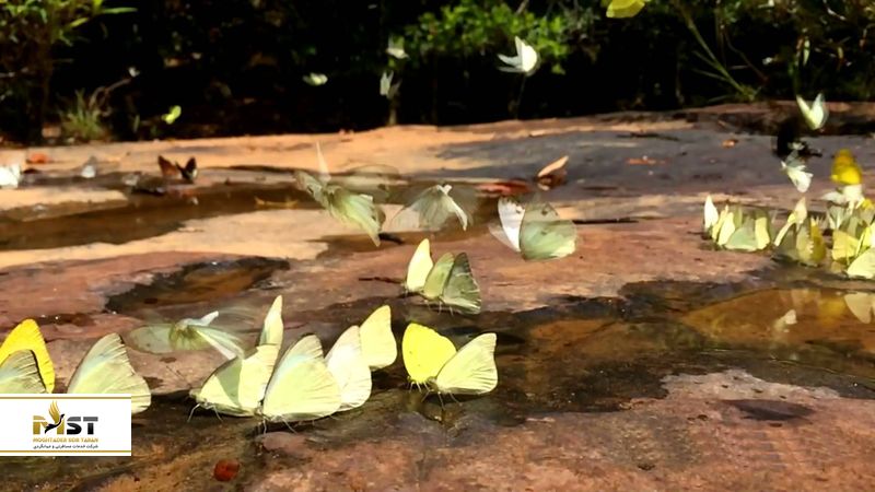 pang-sida-national-park