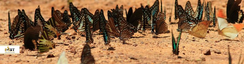 pang-sida-national-park