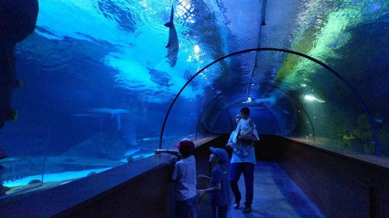 بدون شک، یکی از بهترین جاذبه&zwnj;های آنکارا، آکواریوم آکوا وگا (Aqua Vega Aquarium) است. این یکی از بزرگ&zwnj;ترین آکواریوم&zwnj;های دنیا است که بزرگترین تونل آبی ترکیه در آن قرار دارد. اگر علاقه&zwnj;مند به دنیای زیر آب هستید یا قصد سفر خانوادگی با کودکانتان دارید، آکواریوم آکوا وگا یک انتخاب عالی برای چند ساعت سرگرم شدن است. 