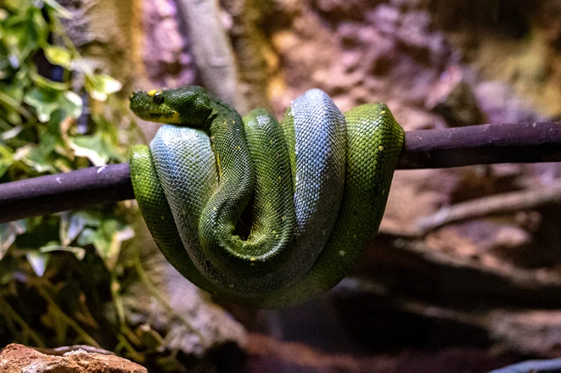 محل زندگی مارهای بسیار سمی و خاص در آکواریوم آنتالیا