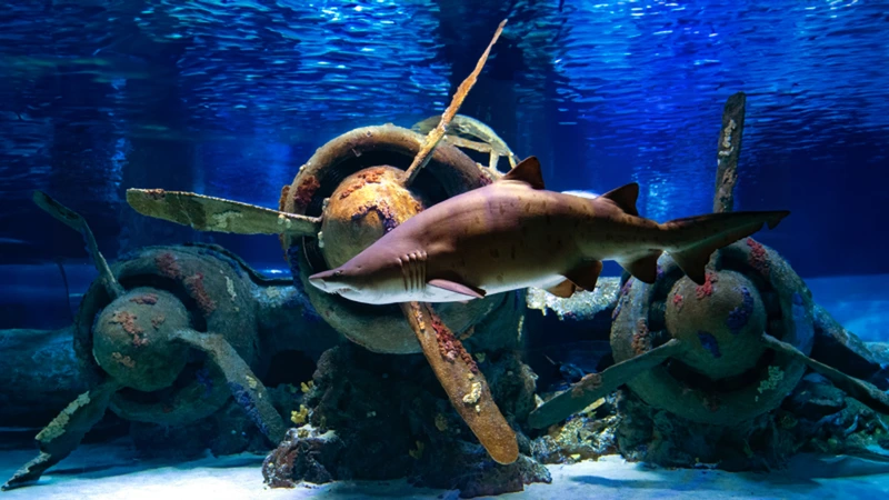 تصویر تماشایی از نمای جذاب بقایای هواپیماهای غرق شده در کنار کوسه های غول پیکر