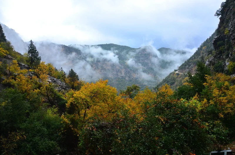 منظرهای از درختان کوهستان توروس که در فصل پاییز رو به زردی میروند