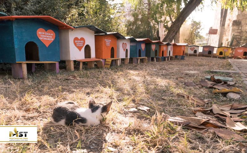 حیوانات در انتالیا