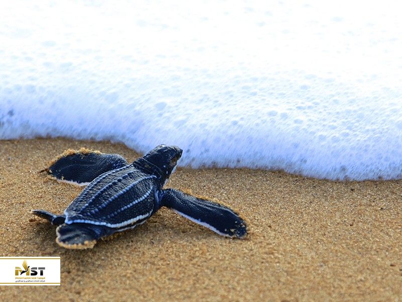 پناه&zwnj;گاه امن