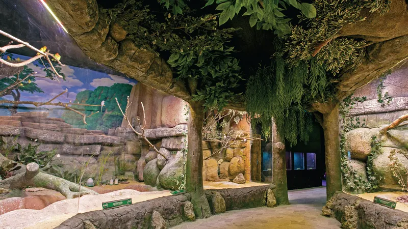 جانگل استانبول