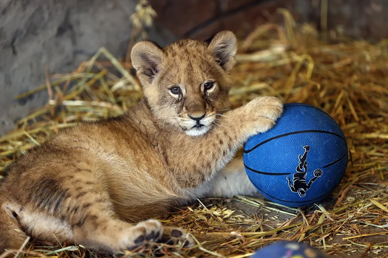 پارک شیرهای استانبول