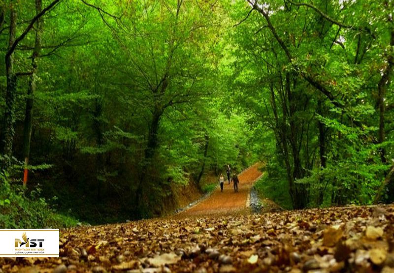 جنگل بلگراد استانبول