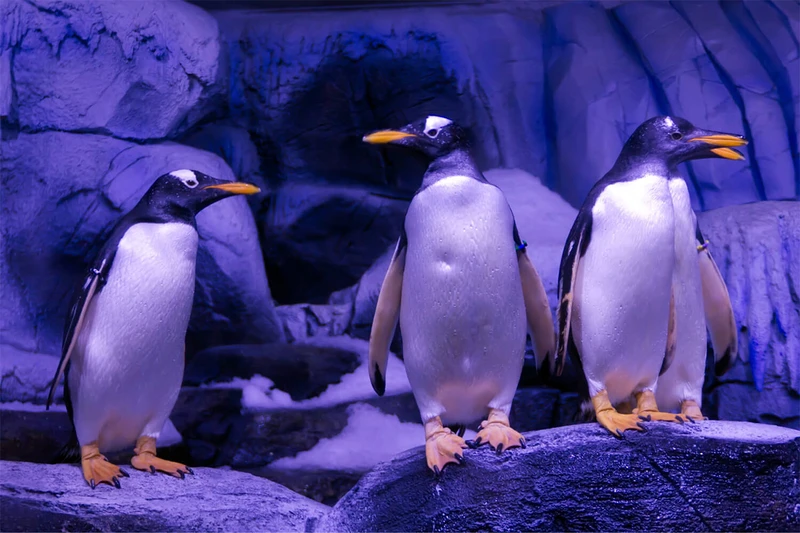 ۳ پنگوئن در محفظه قطبی و صخره&zwnj;ای خود در آکواریوم استانبول