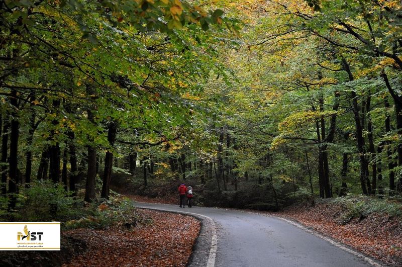 جنگل بلگراد