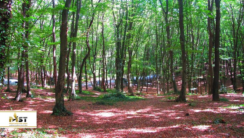 جنگل فاتح در استانبول