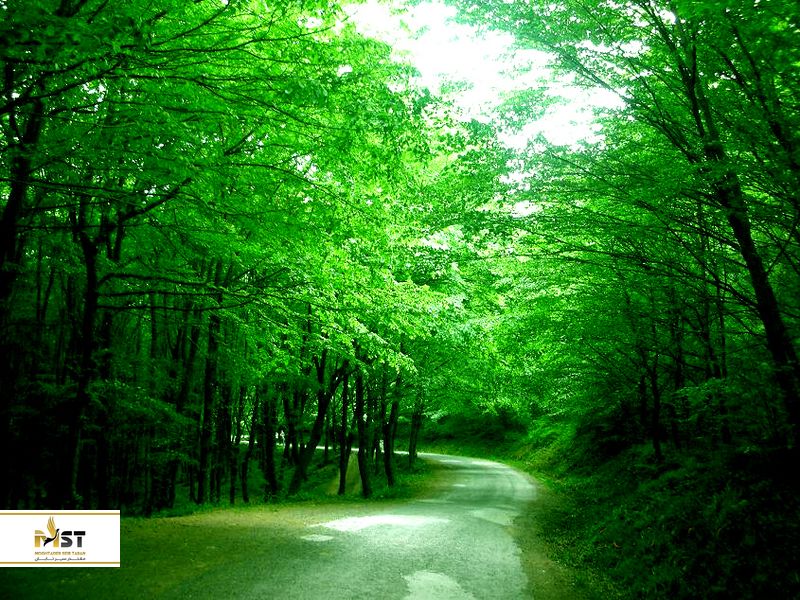 جنگل بلگراد جنگل مخلوط برگ&zwnj;ریزی است 