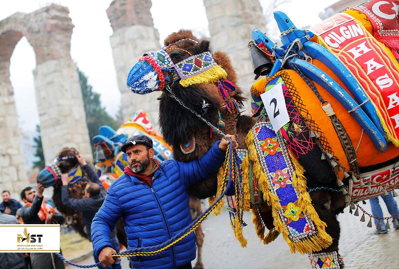 Camel Wrestling Festival
