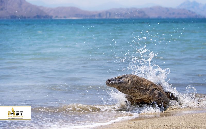 پارک ملی کومودو