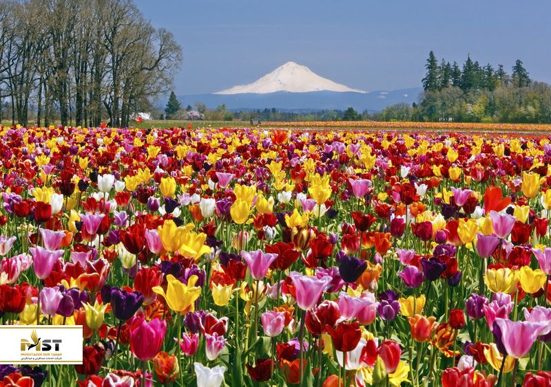  فستیوال لاله سریناگار