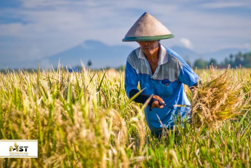 برداشت برنج، بالی