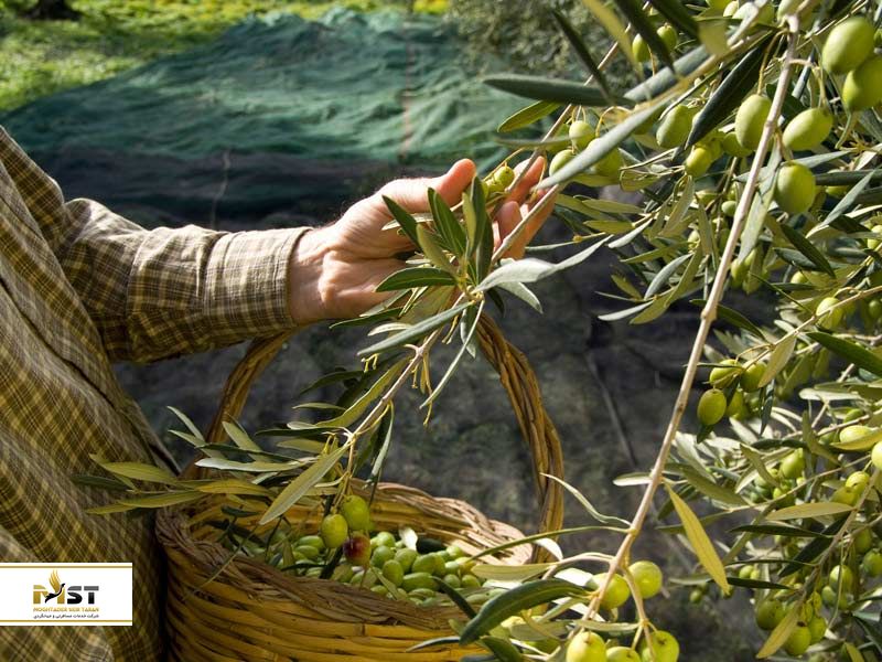 فستیوال برداشت زیتون ایتالیا