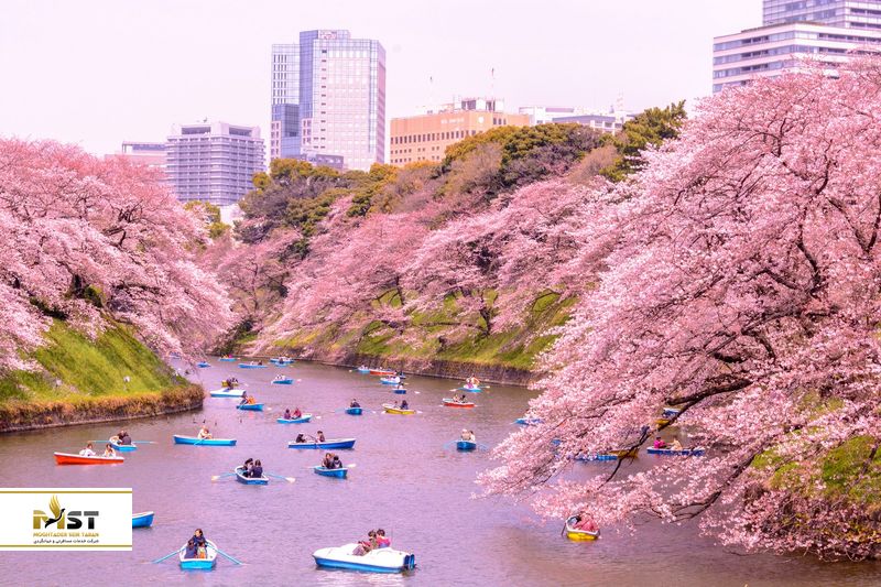 هانامی در ژاپن