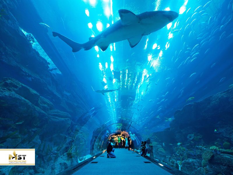 اکواریوم دبی