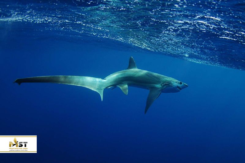 مالاپاسکوا