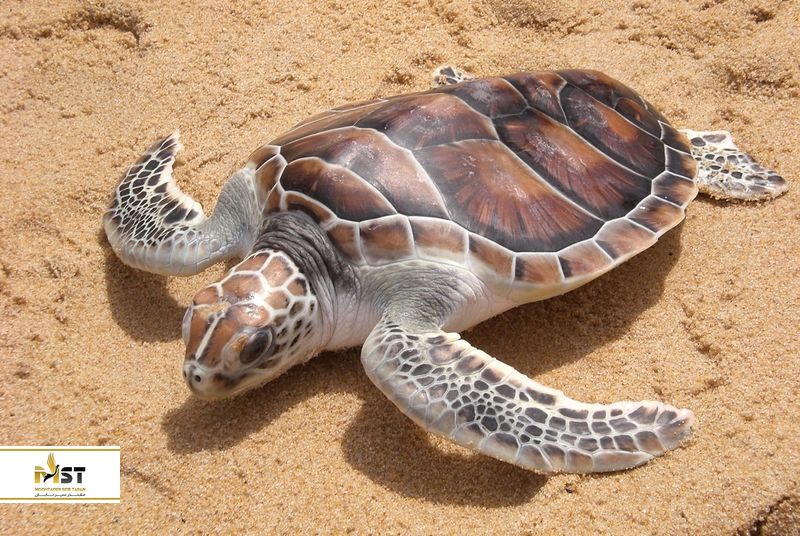 ساحل مای کائو