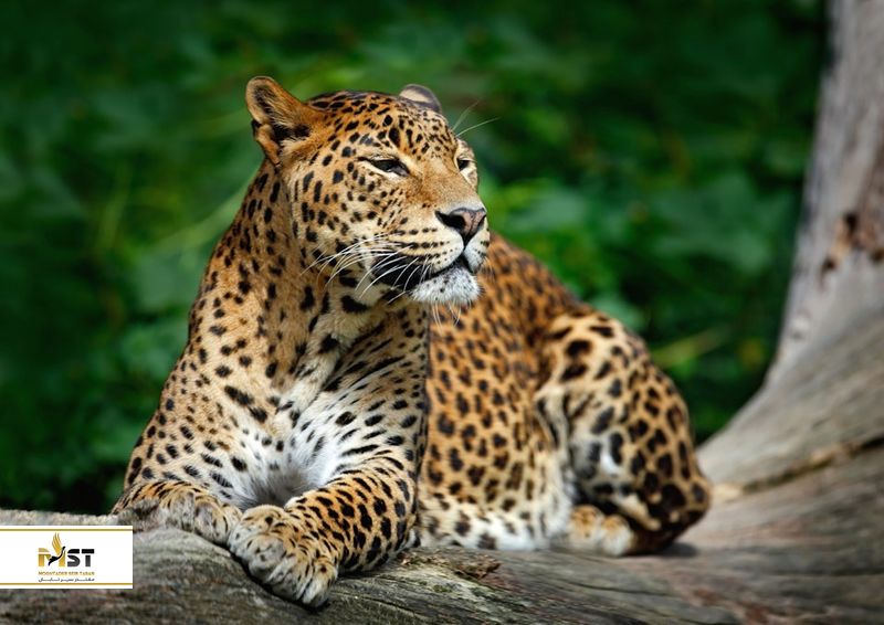 پارک ملی یالا