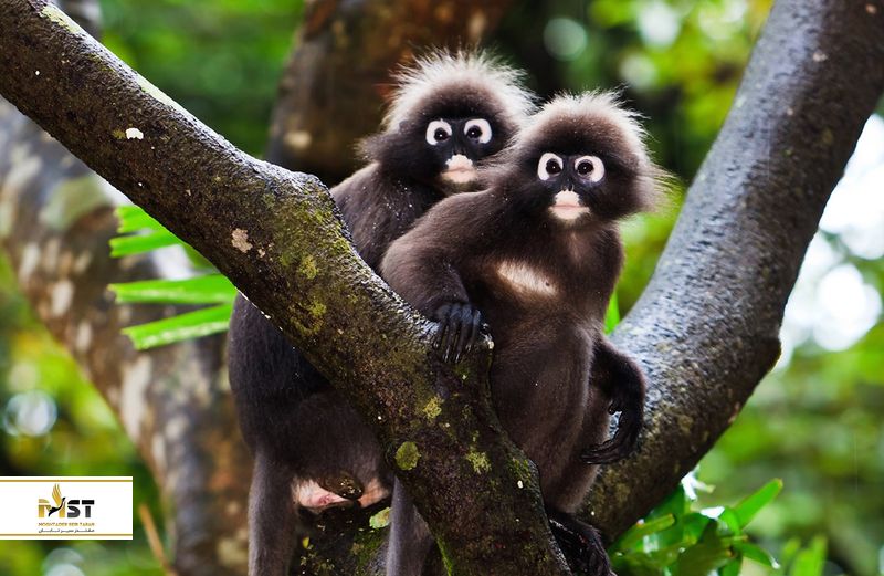 پارک ملی تامان نگارا