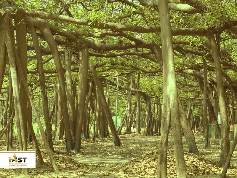 باغ&zwnj;های Acharya Jagadish Chandra Bose