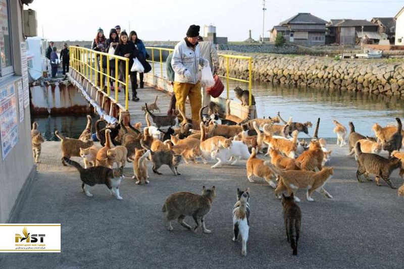 جزیره گربه&zwnj;ها در ژاپن