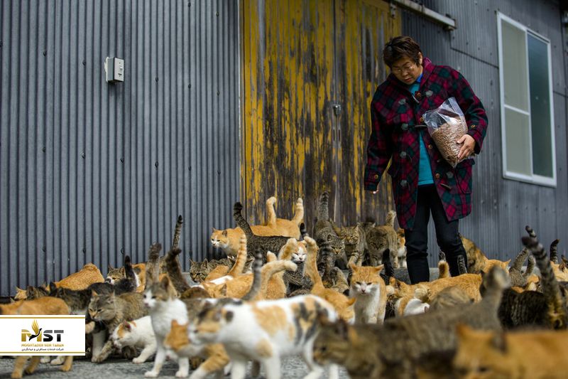 جزیره گربه&zwnj;ها