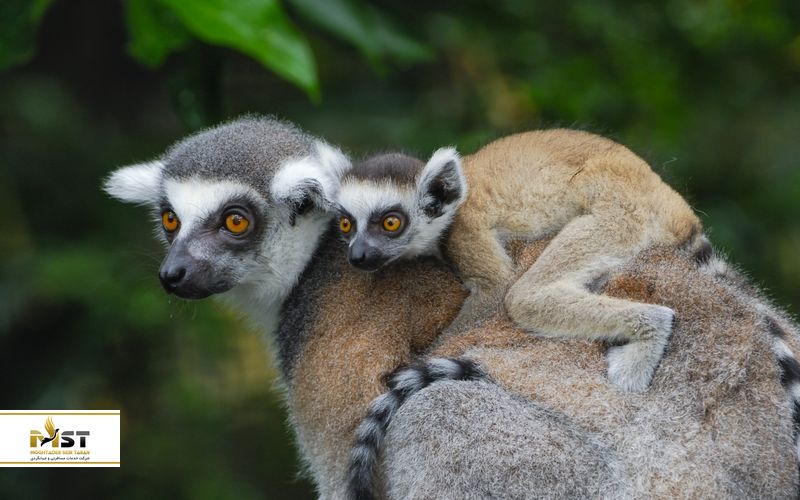 ماداگاسکار در پاییز