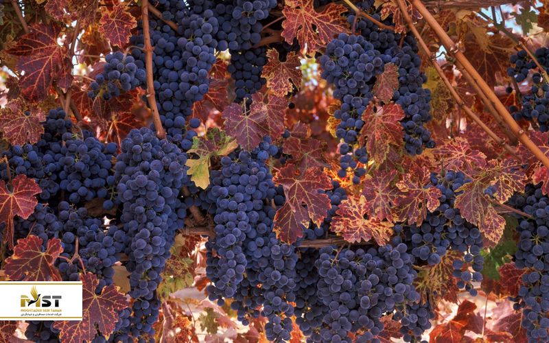 پاسو روبلس در آمریکا