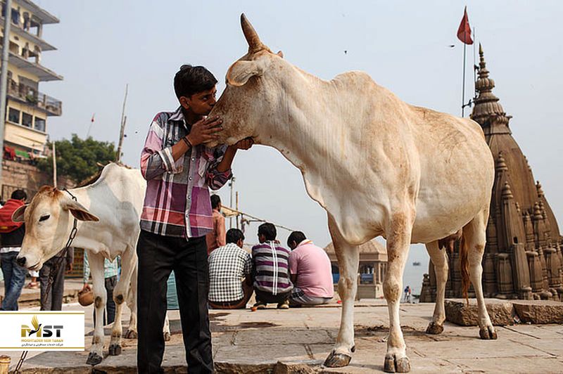 گاوپرستی در هند