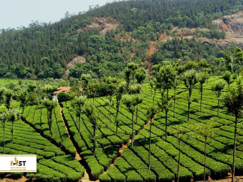Coonoor