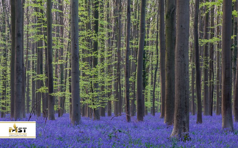 هالربوس، بلژیک