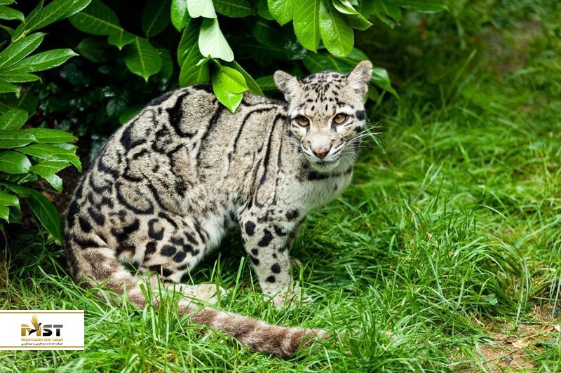 جنگل بورنئو