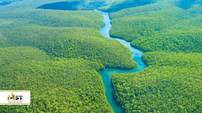 جنگل آمازون