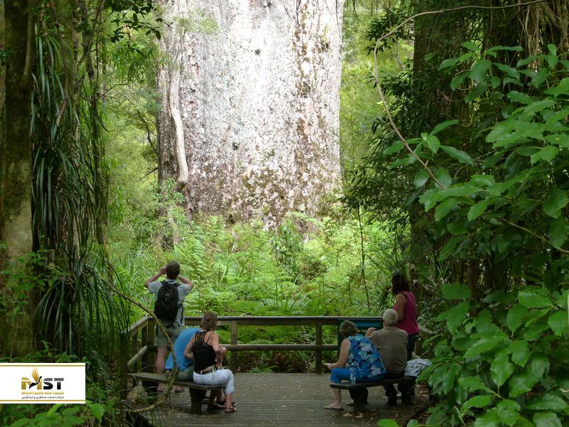 جنگل باستانی وایپو