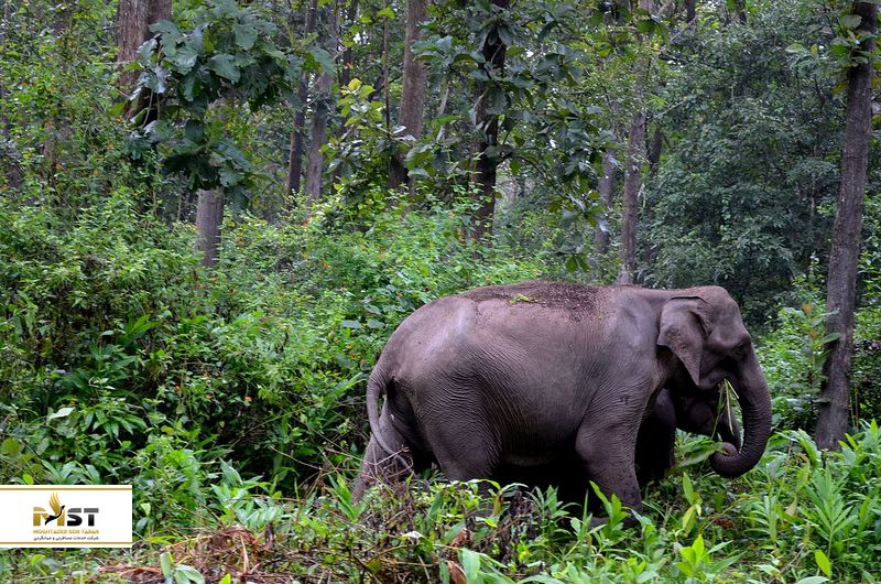جنگل کیپلینگ