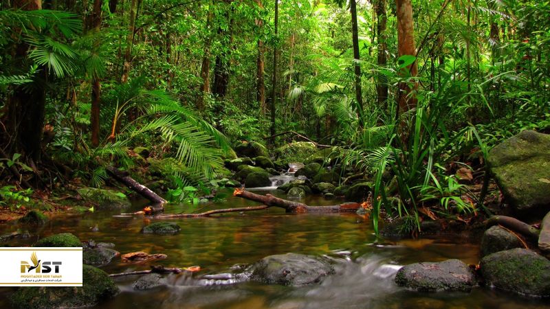 جنگل سینهارجا