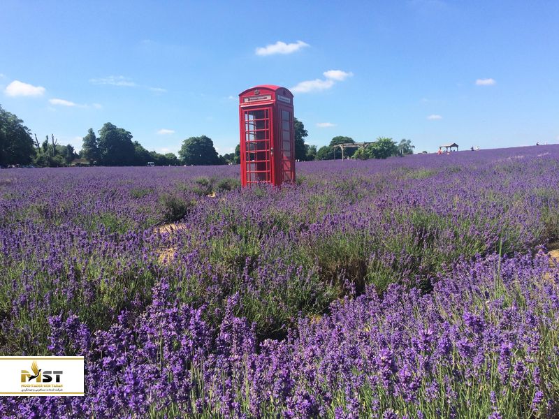 باغ اسطوخودوس