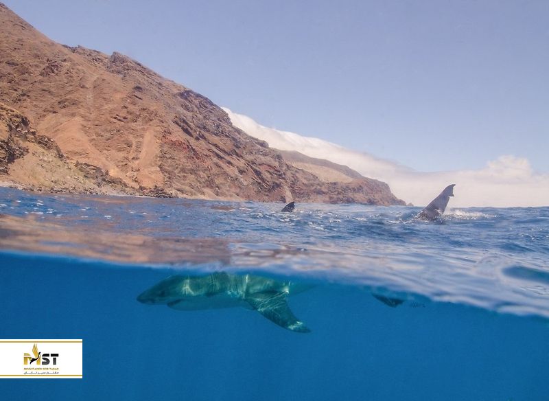 جزیره Guadalupe