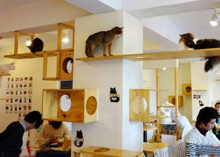 رستوران ها و کافه های عجیب,رستوران عجیب,کافه عجیب,رستوران